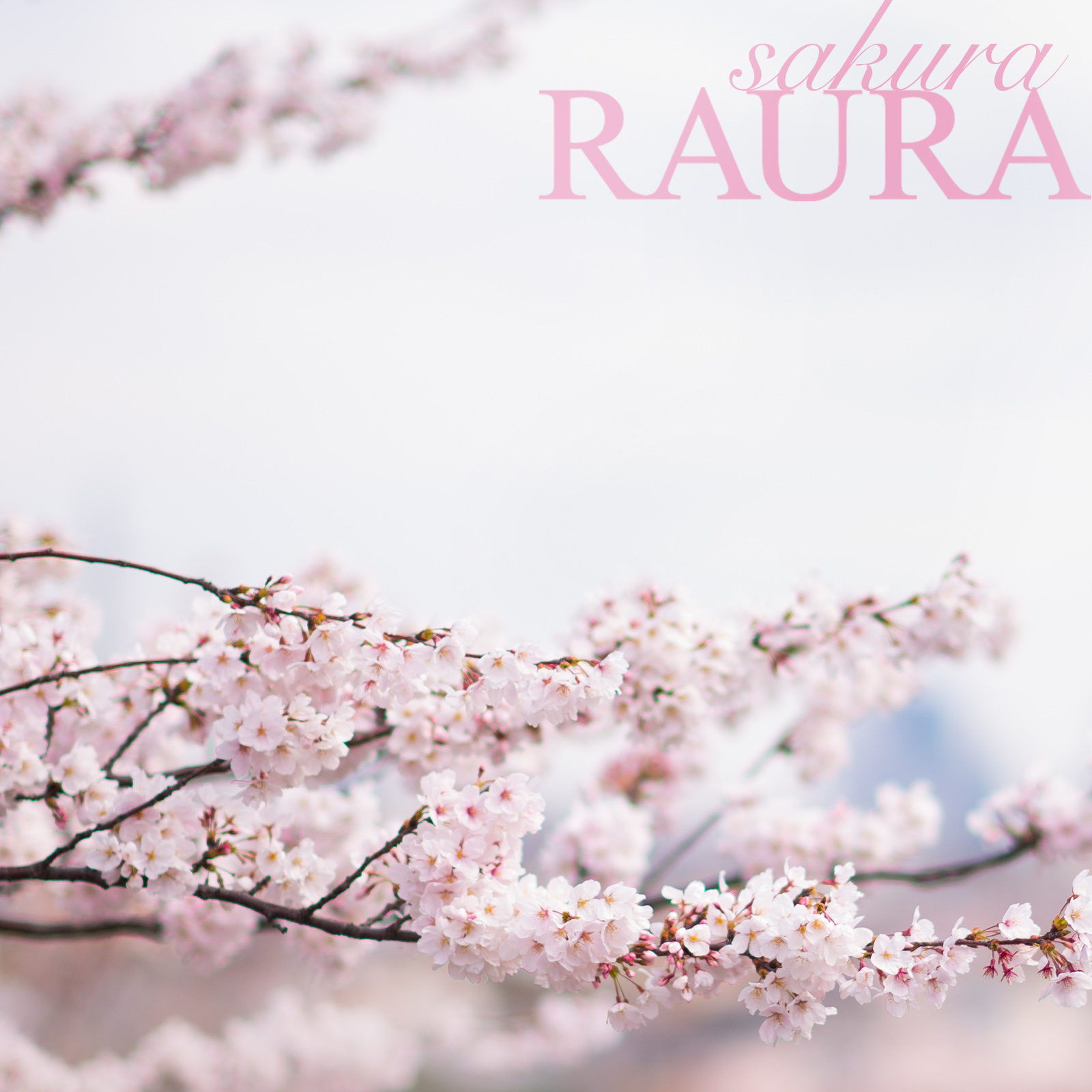 SAKURA